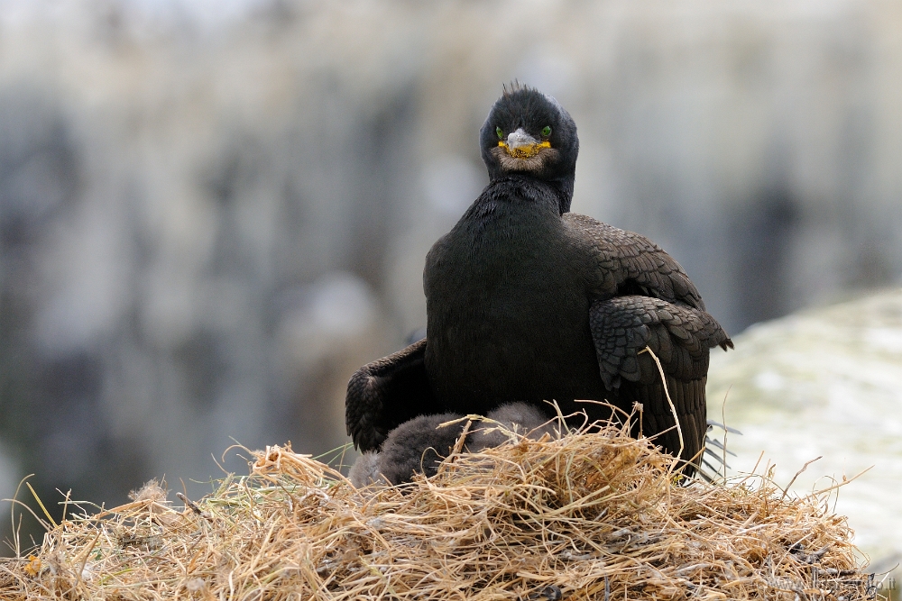 36486 Phalacrocorax aristotelis (Marangone dal ciuffo).jpg